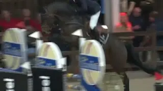 Crazy in LOve: first leg of the Belgian Stallion Competition