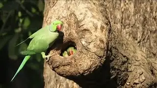 Ringneck Parrot Feeding Babies Hiding in the Nest | Parrot Nest