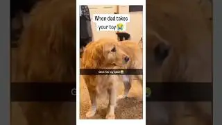 dogs being idiots part 15 #funny#funnypets#lovegoldens#pets#petvideos#funnydogs#funnyanimals