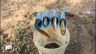 Easy eel trap by Plastic pipe make by smart boy catch a lot of eels