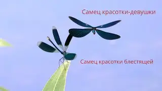 Самец красотки-девушки прогоняет самца красотки блестящей. Calopteryx virgo. Насекомые Беларуси.
