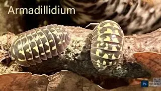 Assel-Fieber: Armadillidium gestroi 