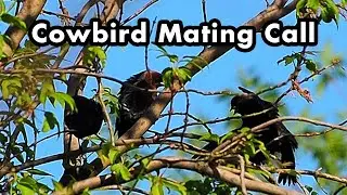 Brown-headed Cowbird Mating Call - Spreading Out Their Wings - Bird Sounds And Calls - Bird Voice