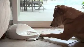 CleverPet - What If You Could Communicate More?