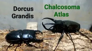 EP.112 Dorcus Grandis vs Chalcosoma Atlas beetle digimon Pokemon insects battle #beetle #vs #pokemon