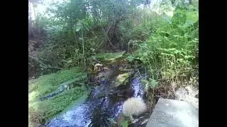 Blonde Squirrel