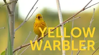 Yellow Warbler Song