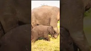 Mother and Baby Elephant Bonding Time 😻|| wild Animal Moments!