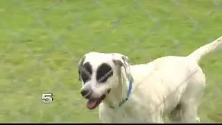 Local Animal Shelter to Pursue No-Kill Status