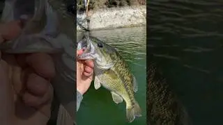 Monster Spotted Bass on Tiny Boat #fishing #fish #bassfishing #spottedbass