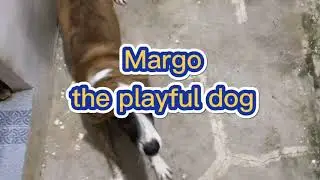 PLAYFUL DOG | Margo