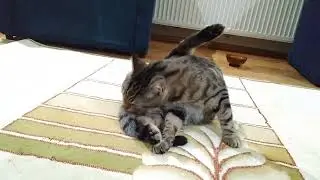 Minnoş ile Halıda Yuvarlanmaca
