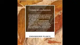 Endangered Plants - Thismia Megalongensis