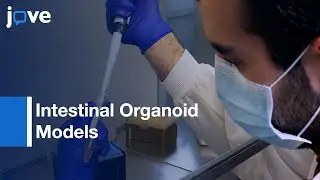 Culture Methods: Apical-Specific Interactions Using Intestinal Organoid Models l Protocol Preview