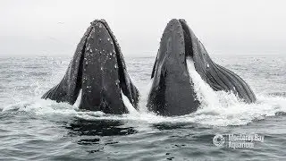 Humpback Whales Lunge Feeding In Monterey Bay!