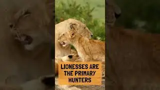 Fun Facts about Lions 🦁 🐾 #animalfacts #wildlife #lion