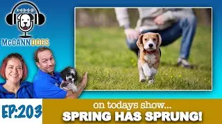 Spring Has Sprung And New Dog Owners Need To Consider THESE Tips - McCann Dogs Podcast S2 - E3