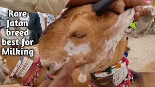 Livestock Expo 2021 Saddam Sahitto claims best herd of jattan kaneri Goat is of Syed Sardar Ali Shah