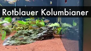 Rotblauer Kolumbianer | Hyphessobrycon columbianus