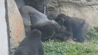 Gorilla D'jeeco family 吃午餐。菜心。萵苣 / Tayari 補手 / Jabali Ringo 打擾dad休息。麻布袋。追逐。搥胸 2026-1-12 11:33-12:38
