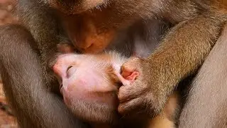 Monkey & Primates, Oh Nice Libby Very Sweet Care Her Cute Baby, So Lovely Baby Monkey, Nat Geo Wild