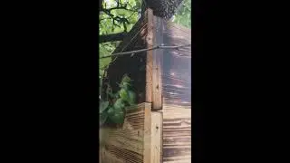 M&eacute;h raj befog&aacute;s , bee swarm capturing