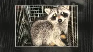 Humane Animal Removal in Parkland,FL | Trap Masters