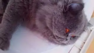 Ugo, persian cat with red eyes. Ugo, il mio gatto persiano dagli occhi rossi.