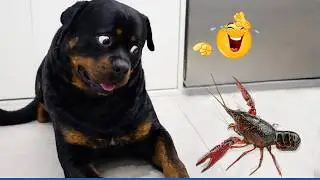 Super Funny Dog Video Clips  😹🐶 The Funniest Cat & Dog Moments Compilation 😁