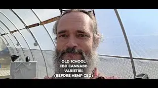 OLD SCHOOL CANNABIS CBD GENETICS - LONG BEFORE 'HEMP' CBD