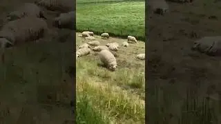 All you can eat #netherlands #spring #cuteanimals #sheep #shorts #plants #green #picnic #family