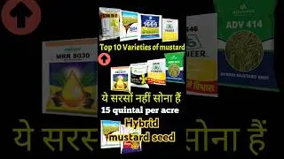 Sarson ki top variety | Top variety of mustard seed. #mustardseeds