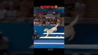 funny dog videos🤣🐾, watch until the end! #animals #dogs #shorts
