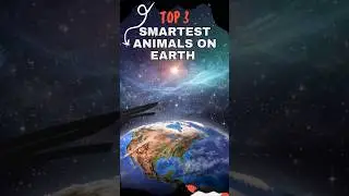 The 3 Smartest Animals on Earth &ndash; Their Intelligence Will Shock You! 🧠🐵🐘