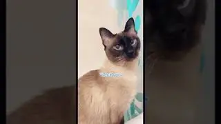 Cat jumps on top of cabinet and then pounces on owner!