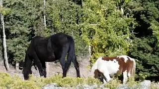 Wild Horses in Lee Canyon | Mt Charleston Wilderness | Spring Mountains, Nevada