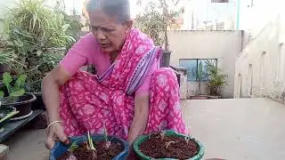 Ulliporaka#onion#terracegarden#gardening@MVimala2025