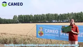 Choose CAMEO fertilizers from our water-soluble fertilizer factory is a guarantee for a good harvest