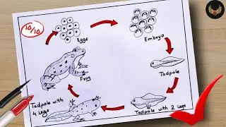 How to draw Life cycle of Frog Diagram drawing || step by step science poster tutorial ( easy )
