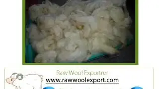 Australian Tannery wool Exporter