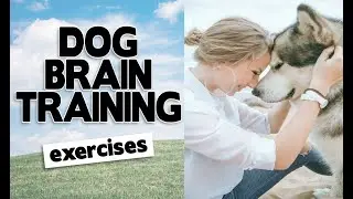 Dog Brain Training Exercise