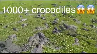 Crocodile River | India&rsquo;s most dangerous river| Viswamithri, Vadodara , GUJARAT, INDIA (Helicopter)