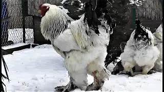Giant brahma family