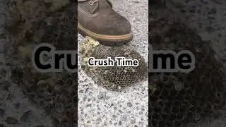 🎥 Crush Time! 🐝😏 #CrushTime #PestControlASMR #BugCrush #Satisfying #SophiesPestSolutions #ASMR