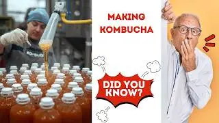 From Tea to Fizz: The Kombucha Factory Secrets