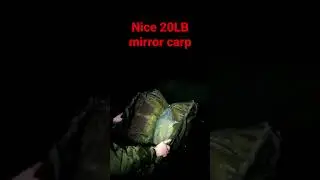 CARP RELEASE 20LB #fyp #carpfishing #carpangler #carp #release #fishing #fishery #femaleangler