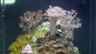 2 Gallon Pico Reef Tank @ 12 months old