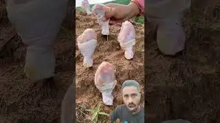 Chiken leak fish #cooking #chicken #mukbang #eating