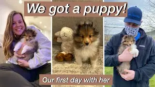 the first 24 hours with our SHELTIE puppy! | We got a puppy VLOG | shetland sheepdog puppy