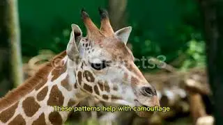 @uniqefacts3 the unique facts for giraffe 🦒 